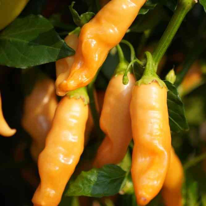 Heirloom Pepper Seeds - Hot, Sweet, and Everything Between