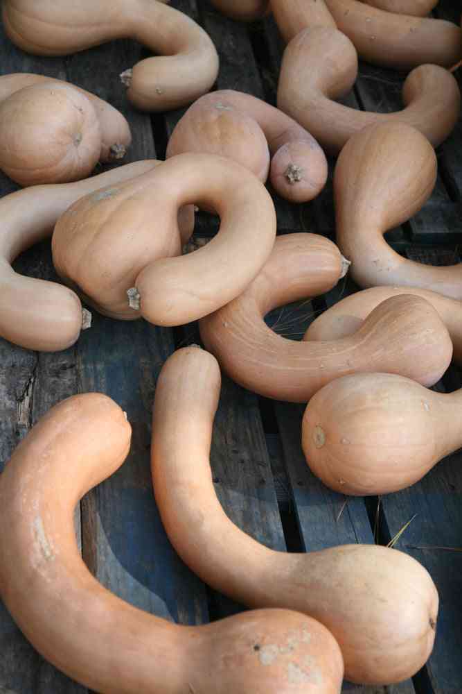 Heirloom Vegetable Seeds for Home Gardens